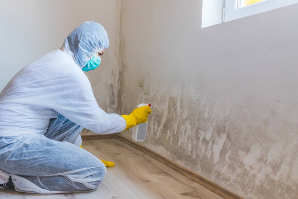 Licensed Mold Inspection service in Carversville, PA - WQB Mold Removal