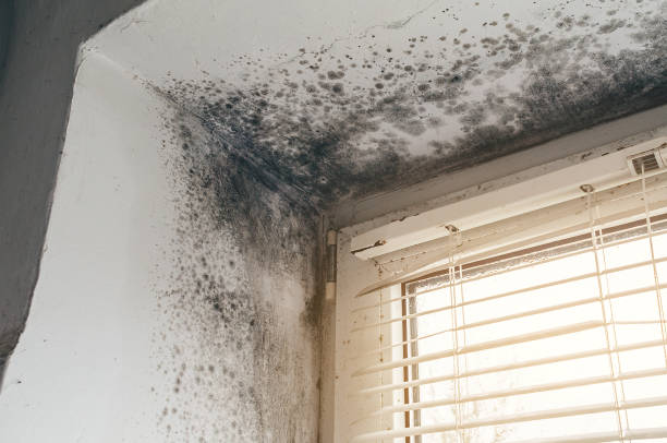 Affordable Mold Inspection solutions in Carversville, PA